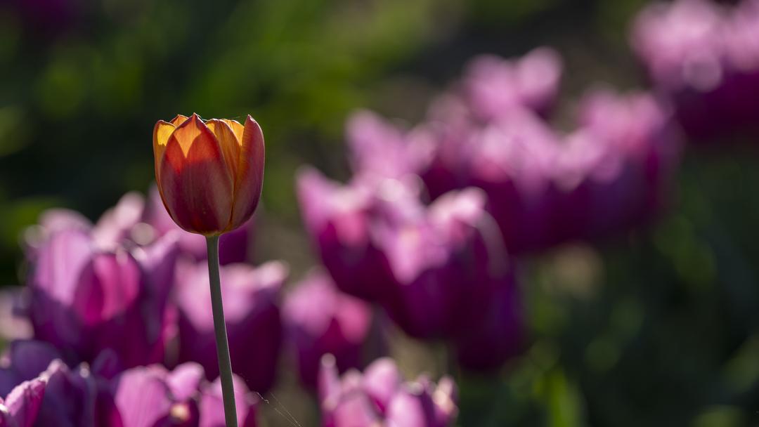 Single Tulip in Focus Orange and pink tulip in sharp focus among blurred blooms Title: Single Tulip in Focus