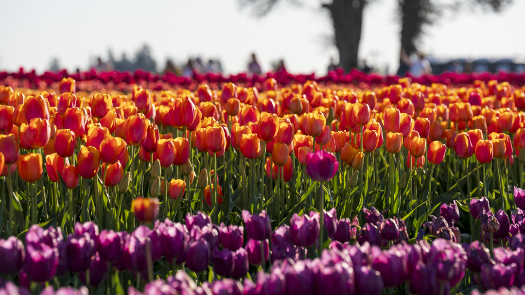 Vibrant Multicolor Tulip Rows Rows of colorful tulips in red, orange, and purple hues.