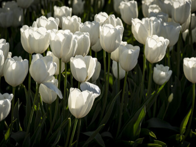 Why Oregon’s Tulip Festival Is the Ultimate Spring Escape