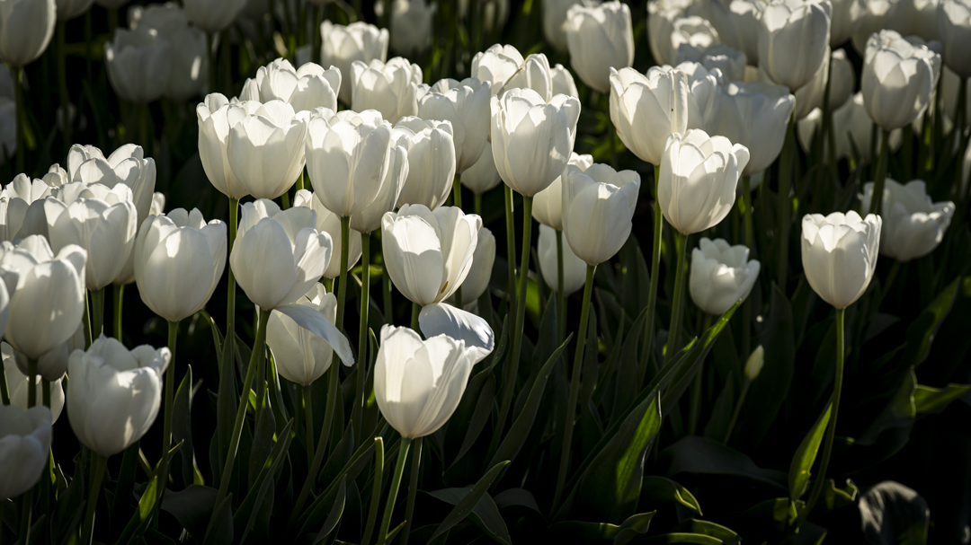 White tulips blooming in soft afternoon light