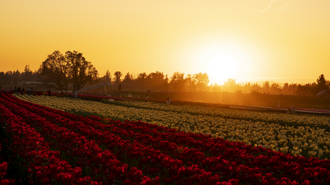 Tulip Field at Sunset Tulip rows glowing at sunrise with misty golden light
